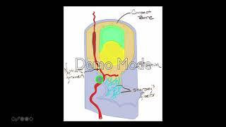 Bone Layers