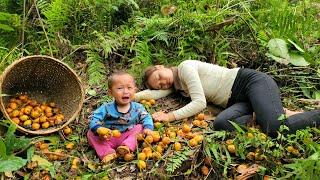 Single mother: harvest natural fruits to sell - grow taro - build a new life