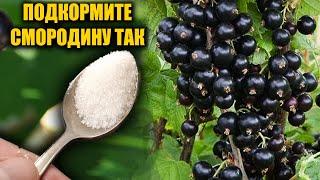 СМОРОДИНУ БУДЕТЕ СОБИРАТЬ ВЕДРАМИ! Лучшая подкормка СМОРОДИНЫ весной!