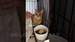 チャイさんの暮らし①。#保護猫