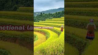 Cultivating Beauty: The Ingenious World of Terraced Rice Fields #short