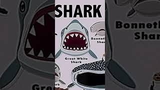 Types of sharks faces ️