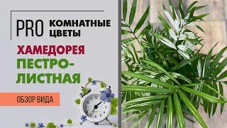 Хамедорея пестролистная - пестрая домашняя пальма | Редкостная редкость