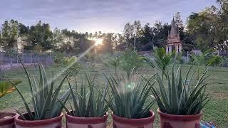 Cold sunrise in Isaan. #garden #garden #thailand