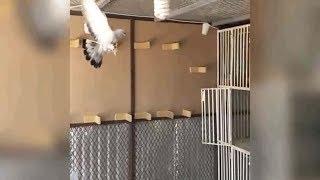 Backflip of Roller Pigeon Near the Cage