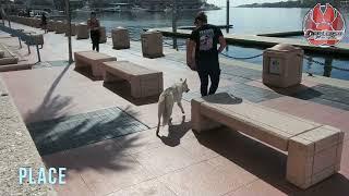 Husky | "Yukon" | Off Leash K9 Training | Best Dog Trainer Tampa Bay
