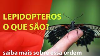 o que são lepidópteros? Insetos? borboletas?