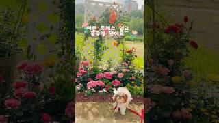#반려견생일선물 #강아지옷 @콩두네옷장 @콩두부