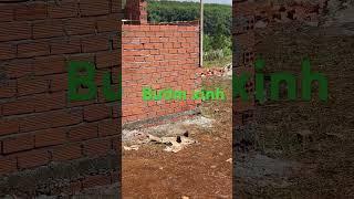 Bướm xinh #review