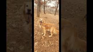#전유진#골든리트리버#추억#보관중인영상#나비야#아가야  ️품에안아보고싶다