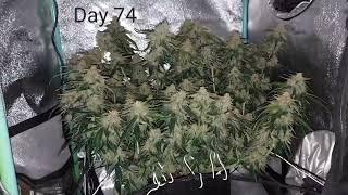 GROW UPDATE - Day 74 - Green Crack Auto by Fast Buds - 2nd Time - 2x2x3 Mini Tent Grow