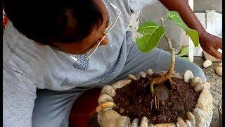 Create a new bonsai of banyan tree