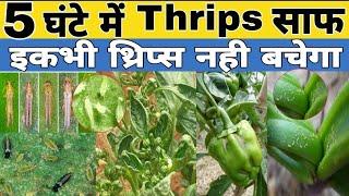 thrips control incecticide | 5 घंटे में Thrips साफ | best chemical for thrips | thrips control