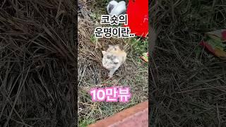 세상 모든 고양이들이 시간이 흘러 늙어서 죽엇으면..#shorts