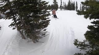 Kicking Horse Trees Feb 2020