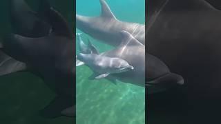 INCREDIBLE Dolphins Birth! Our Most Viral YouTube Video!