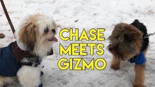 Shih Tzu Meets Yorkie | Chase and Gizmo Play date