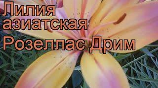 Лилия азиатская Розеллас Дрим  обзор: как сажать, луковицы лилии Розеллас Дрим