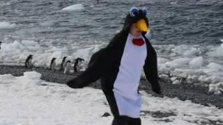 Debuting the Penguin Suit -- Brown Bluff, Antarctica