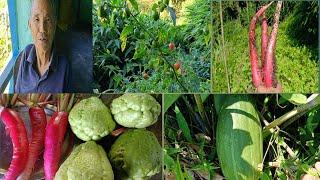 आजको घाममा बाबा यस्तो भन्नुहुन्छ बाबासँग गफ ||Rural Village Vlogs || Organic Village Life ||