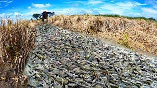 Technique Fishing - catch a lot of big catfish under moss at field by best hand