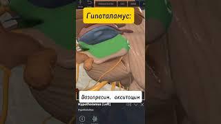 Гипоталамус.