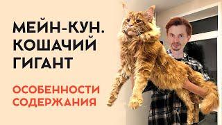 Кошка породы мейн-кун. Особенности породы.