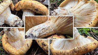 Grubiger Weißtannenmilchling Verwechslung | Ockergelber Grubenmilchling, Lactarius intermedius