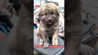 Cute dog| xù vện đực đẹp nhất trong lịch sử tầm cẩu.|#shorts