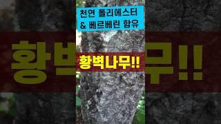 황벽나무, 천연 폴리에스터 & 베르베린 함유 약용식물