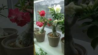 Адениумы цветут