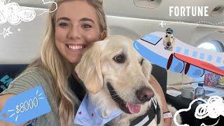 We Tried an $8,000 Flight for Dogs