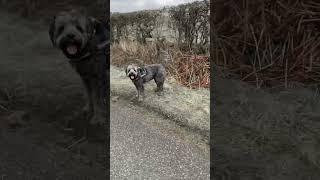 When he gets doodle zoomies on walks #australianlabradoodle #doodle #labradoodles #cutedog #dogs