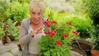 Summer Gardening with Carol KleinEpisode 4