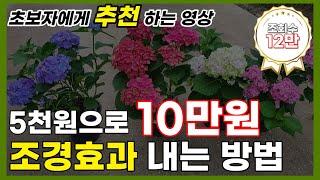 5천원으로 10만원 고급조경을? 남천나무 조경 / 카페조경 / 포인트만들기