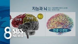 지능, 뇌 크기보다는 '연결고리' / SBS