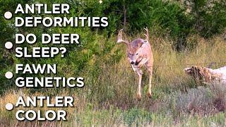 Whitetail Deer FACTS!! | Antler Characteristics, Do Deer Sleep? Fawn Genetics