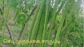 செடி முருங்கை சாகுபடி / PKM-1 Cultivation / #agriculture #trending