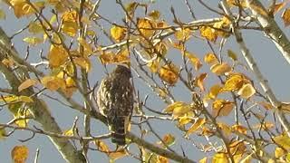 11/15/24 Red-Shouldered Hawk (Calling) Kent Wa 1954-163