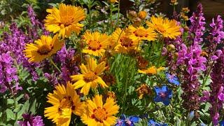 Full sun flowers for a patio bed and containers in zone 9