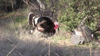 Preston and Donald's Mexico Gould's Turkey Hunt Part 1 with Jay Scott