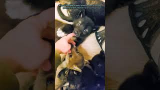 This is important to know when breeding a wolfdog! #puppies #wolf #wolfdog