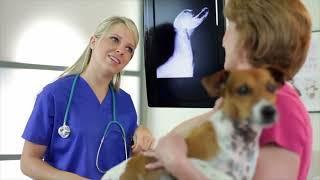 Lameness In Pets - Petsadena Animal Hospital