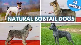 32 Dog Breeds with Natural Bobtails - No Docking Required!