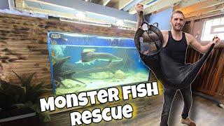 GIANT FISH Saved from Basement Aquarium!!!