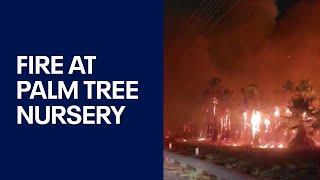 Arizona palm tree nursery goes up in flames