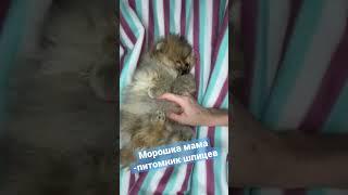Щенок спит и ему снятся розовые пони | Купить щенка в Санкт-Петербурге | https://купить-шпица.рф