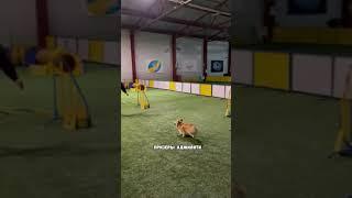 Корги бесполезные собаки? Миф или правда?