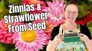 🪷 Starting ZINNIAS & Strawflowers Indoors!  Grow CUT FLOWERS From Seed!
