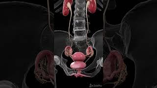 3d Anatomy of the Uterus  #anatomy #meded